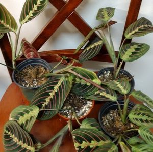 Red Maranta Prayer Plant